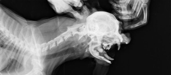 Рентген челюсти — основной диагностический метод