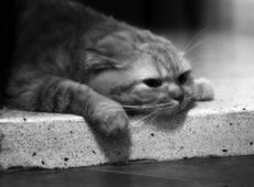 Кошки склонны впадать в депрессию