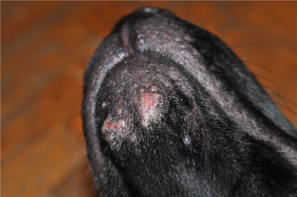 Герпес у собаки признаки лечение thumbnail