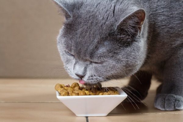 Некоторые представители кошачьих любят сухой корм больше, чем свежее мясо или рыбу