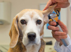 При обнаружении гематомы ветеринар в обязательном порядке осматривает ухо отоскопом