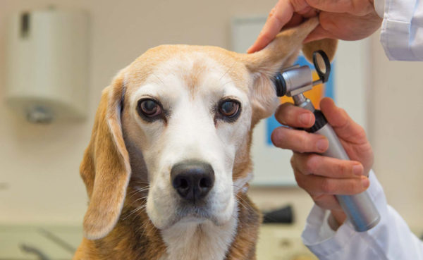 При обнаружении гематомы ветеринар в обязательном порядке осматривает ухо отоскопом