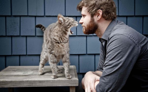 Кошки способны понимать слова, которые произносят знакомые им люди