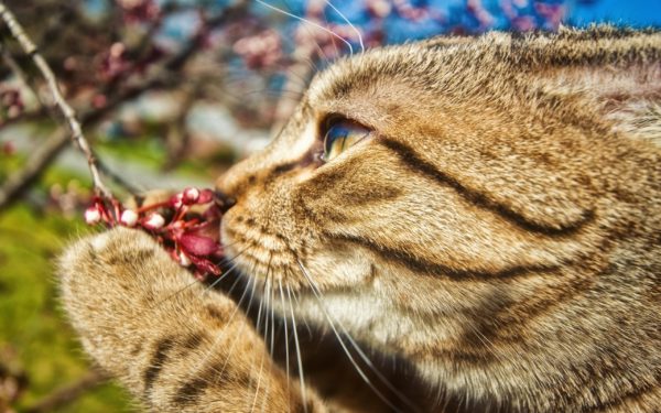 В пище кошек больше привлекает запах, чем вкус