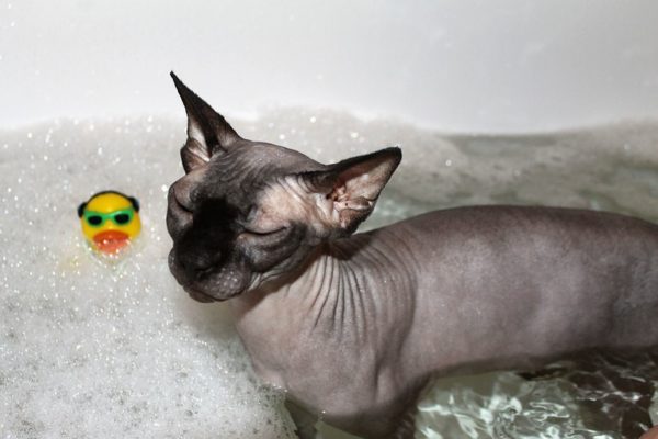В зоомагазине можно приобрести специальную пену для ванн с ароматом, приятным кошке