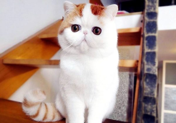 Японский кот Снупи