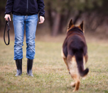 "Гулять!" - простая команда, которая нужна для того, чтобы научить собаку уходить гулять по команде, а затем – возвращаться
