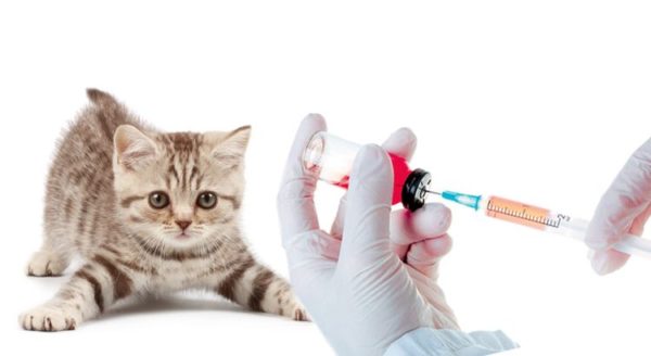 Вакцинация кошек нобивак