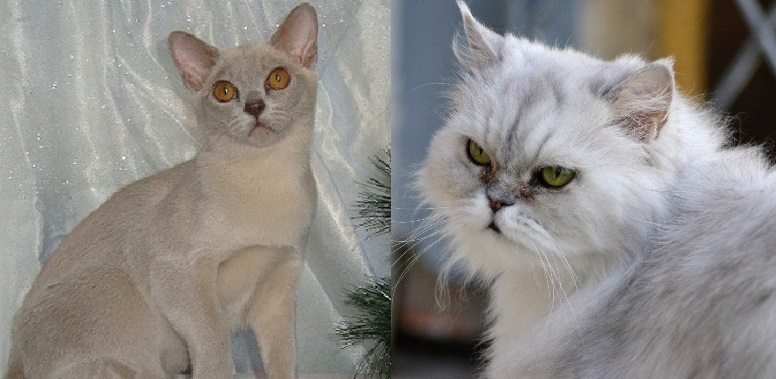 «Родители» бурмиллы — бурманская кошка и персидская шиншилла