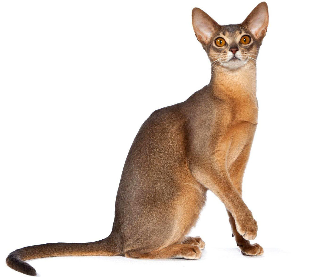 Абиссинская кошка тикированного окраса