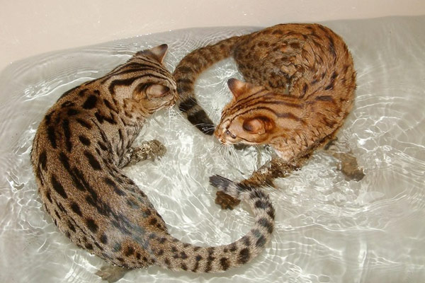 Бенгальские котята любят плескаться в воде