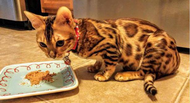 Бенгальский котенок за едой
