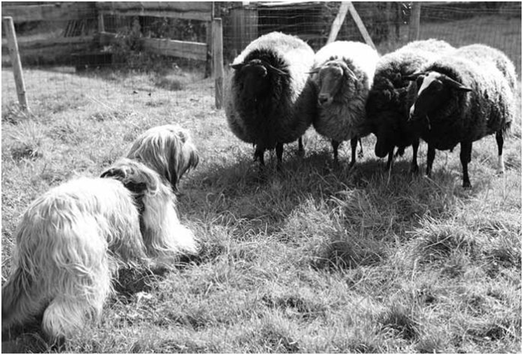 Бриары были выведены для помощи пастухам на пастбищах