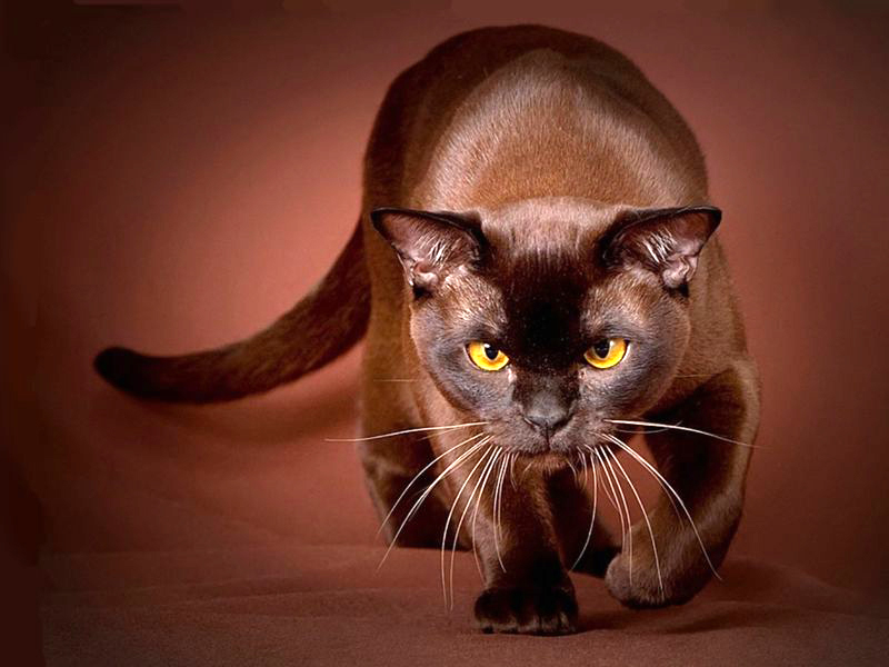 Бурманская кошка грациозное животное