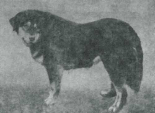 Бурят-монгольский волкодав. Фото 30 г.г. ХХ века, журнал "Собаководство" 