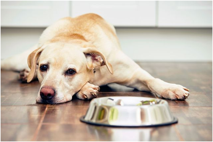 В период заболевания собака отказывается от еды