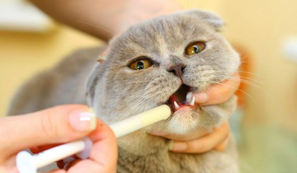 Вазелиновое масло не опасно для организма кота за исключением случаев индивидуальной непереносимости
