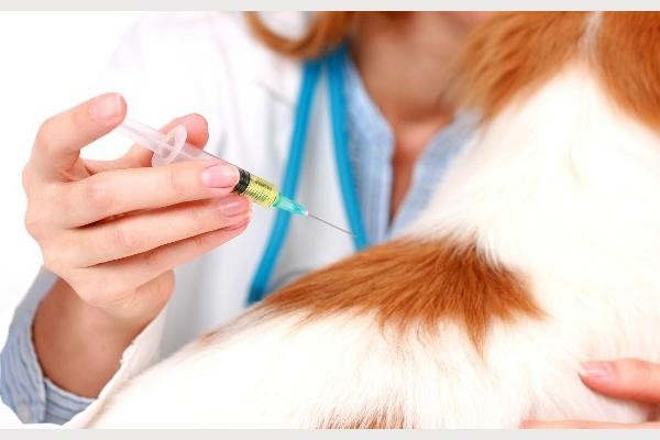 Вакцинация - единственное средство защиты животных от бешенства