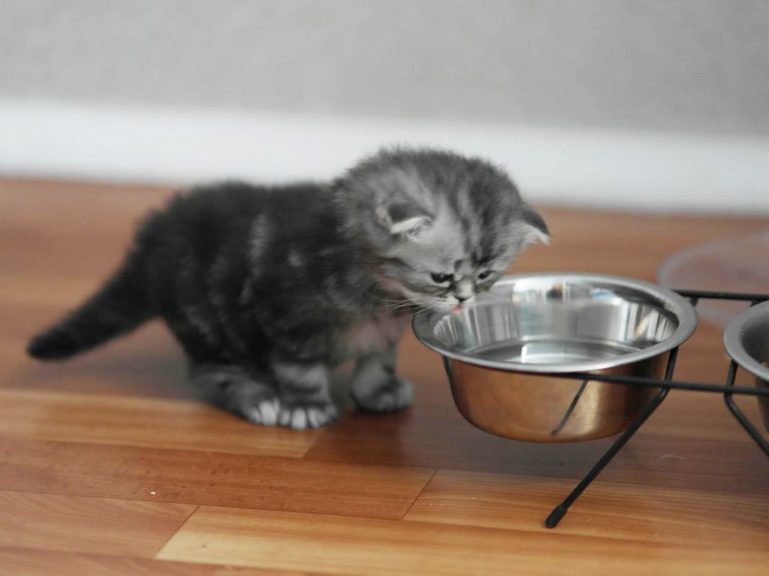 Вместе с сухим кормом у котенка должна быть чистая вода
