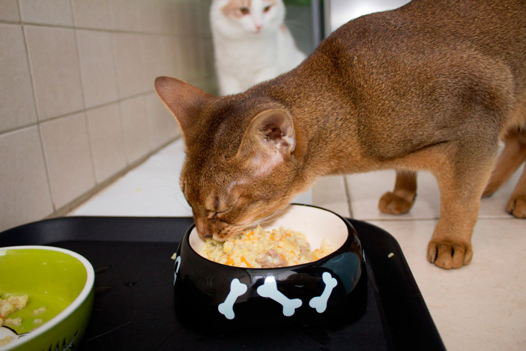 Вместо сухого корма можно кормить кота натуральными продуктами