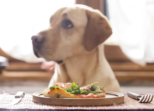 Внезапные перемены рациона могут закончится испорченным пищеварением собаки