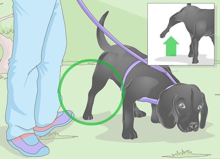 Внимательно наблюдайте за псом на прогулке
