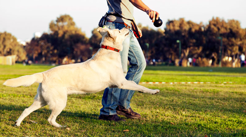 Во избежание сосредоточения собаки на поисках пищи во время прогулки, займите ее активными играми