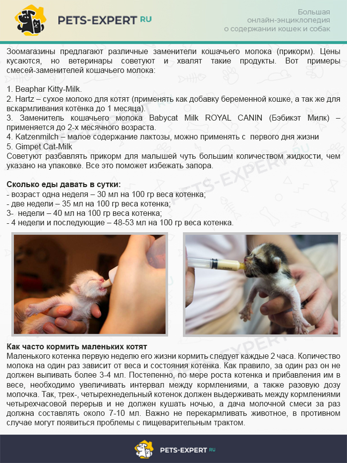 Выкармливание новорожденных котят