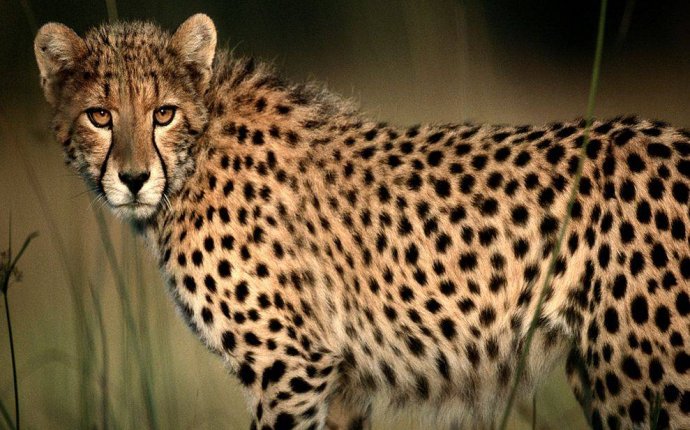  Генетика связывает породу с азиатским леопардом 