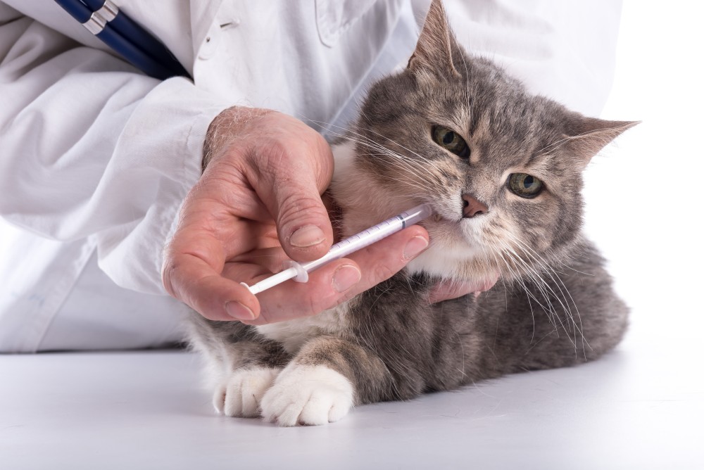 Глистогонить кошек необходимо согласно требованиям ветеринара
