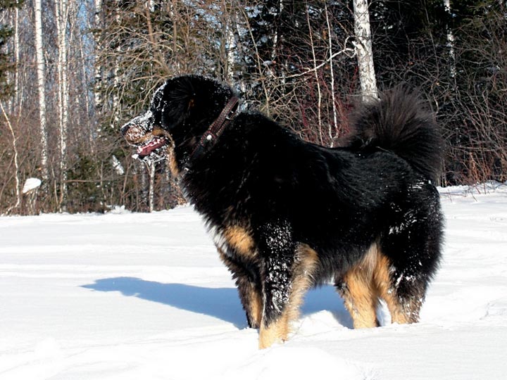 Густая шерсть защищает собаку от сильного мороза 