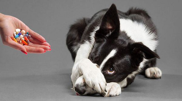 Давать собакам человеческие лекарства можно только сверяясь с дозировкой, назначенной врачом