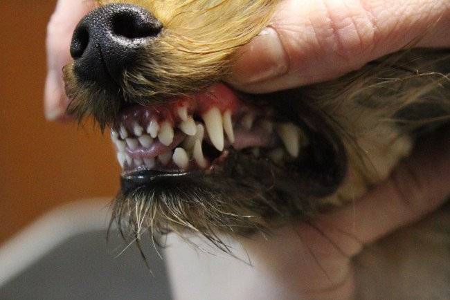Двойной ряд зубов у собаки