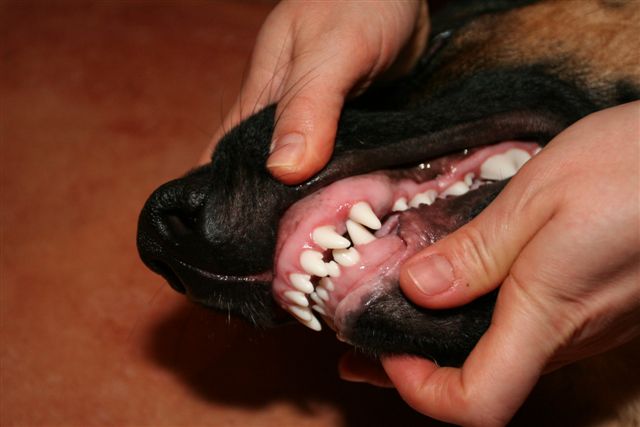Держать за челюсть крупных собак не рекомендуется