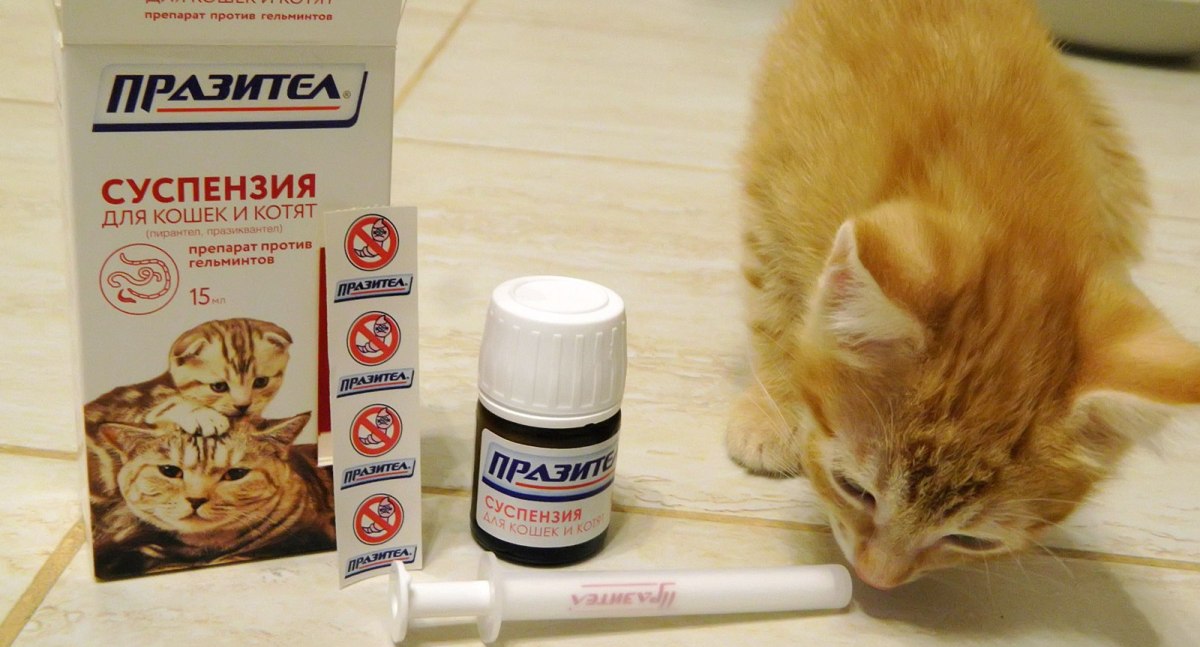 Для дегельминтизации котов важно правильно выбрать подходящий препарат 