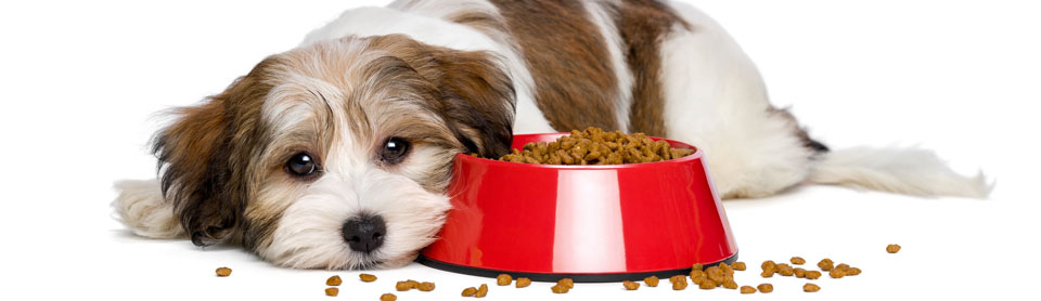 Если вы видите, что собака неохотно ест новый корм, прислушайтесь к ее потребностям