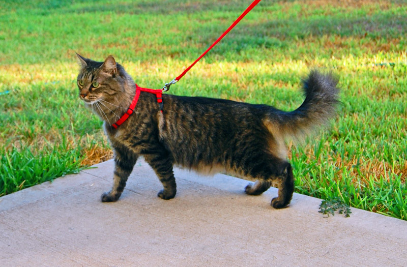 Если вы выпускаете кошку на улицу, вероятность ее заражения ушным клещом повышается