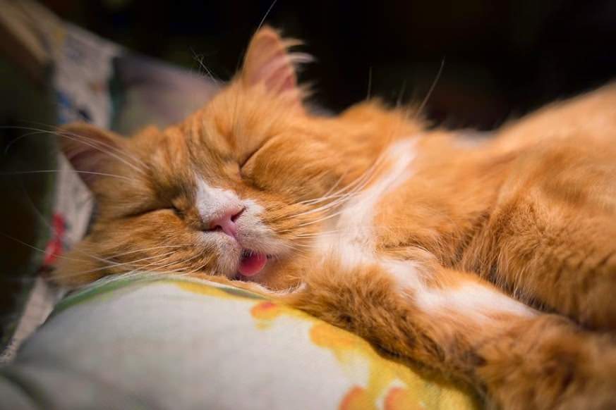 Издавание посторонних звуков во время сна естественно как для человека, так и для кота