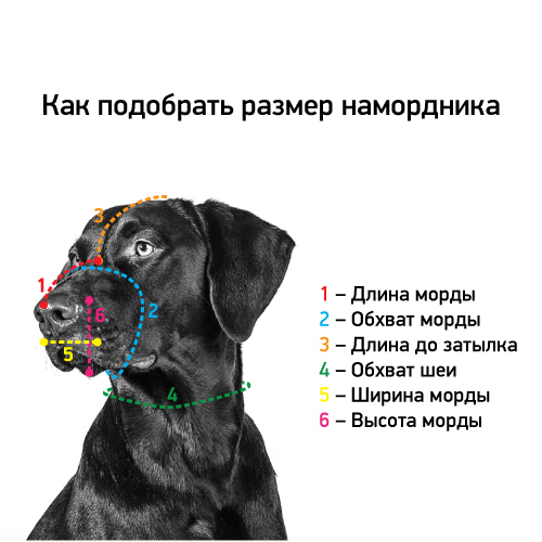 Как измерить размеры намордника на собаке