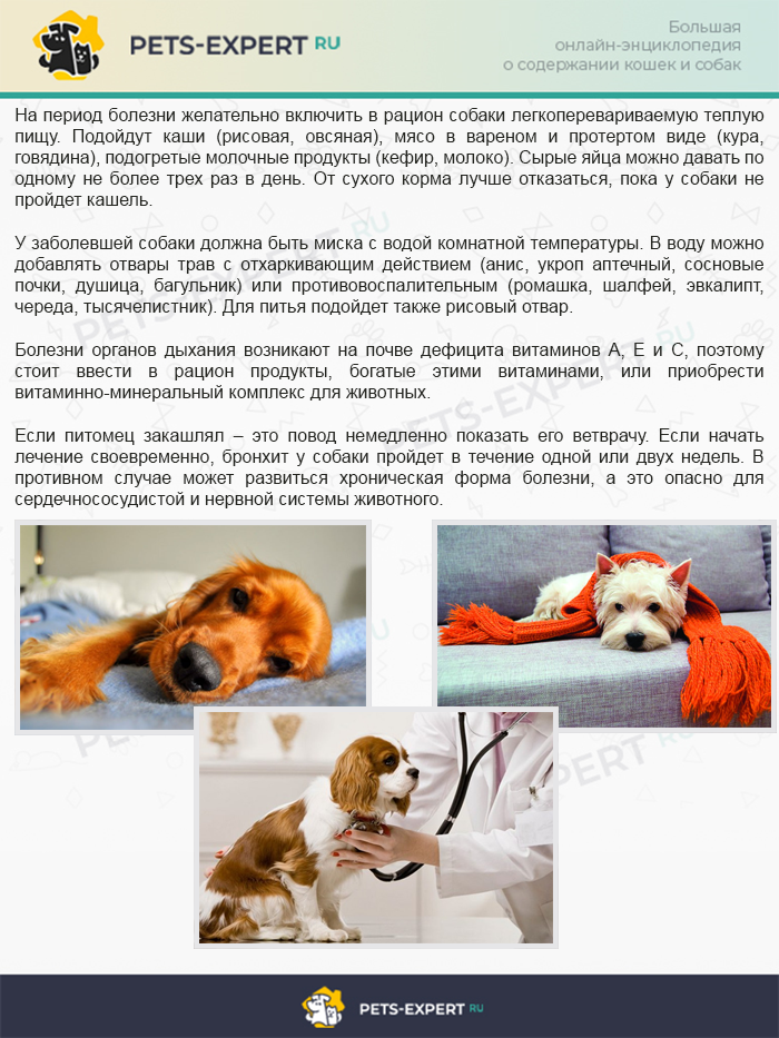 Как кормить собаку во время болезни