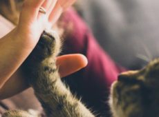 Как правильно держать кота на руках