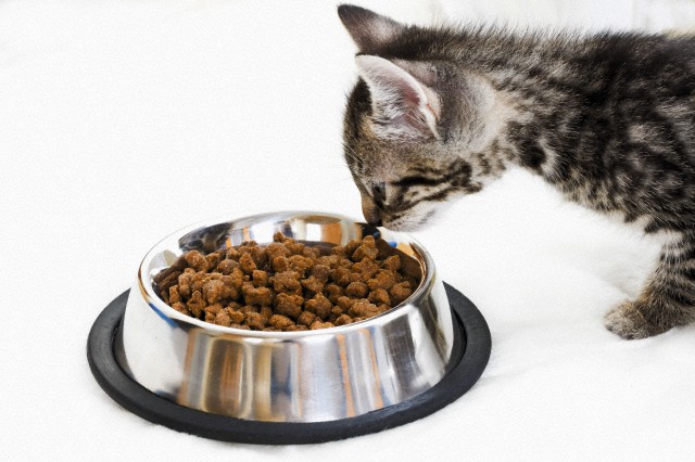 Как приучить котёнка к сухому корму?