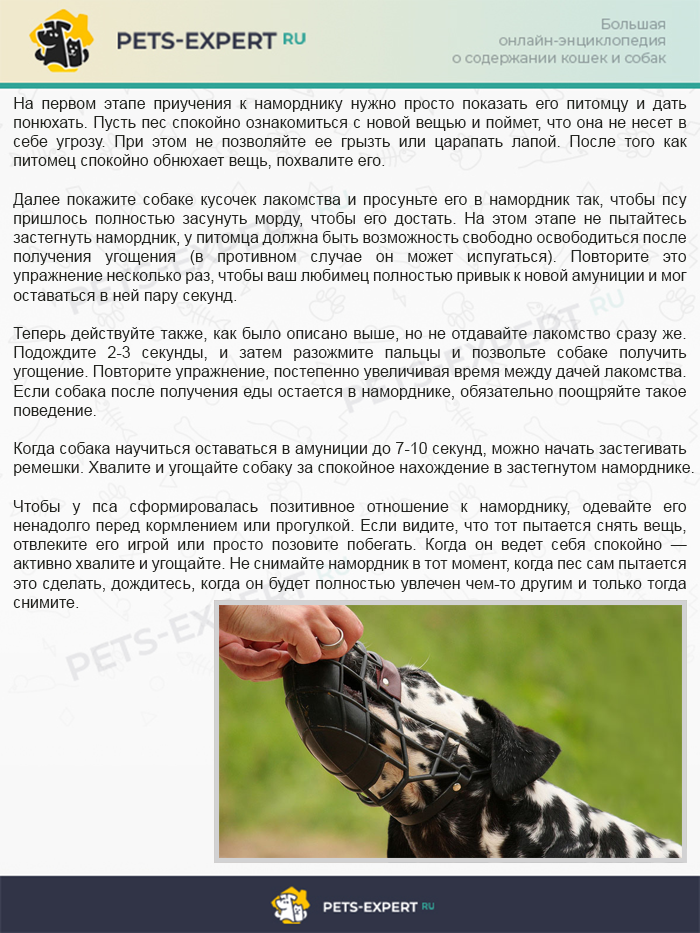 Как приучить собаку к наморднику.png