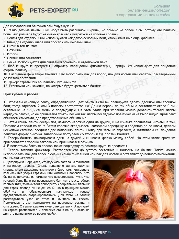 Как сделать бантик для собаки