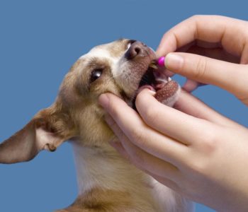 Как скормить таблетку собаке