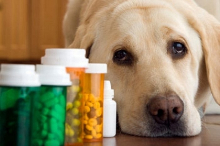 Когда животное принимает лекарства, результат анализа мочи может получиться необъективным