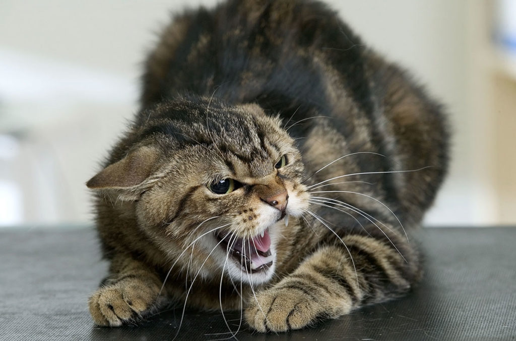 Кот с травмированной боюшной полостью будет проявлять агрессию при попытках хозяина прощупать ее
