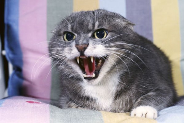 Кошка агрессивно настроена против кота