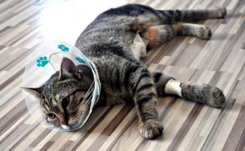 Кошка после удаления инородного тела из кишечника