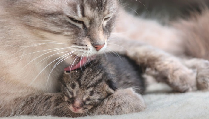 Кошка сама обеспечивает чистоту и уход котенку